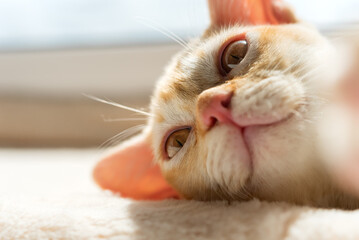 Close-up of the face of a red Burmese kitten.