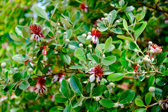 FLEURS DE GOYAVIER  DU BR&Eacute;SIL DANS JARDIN