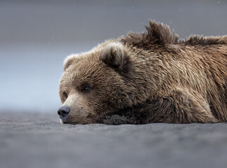 A second year coastal brown bear cub resting on the beach © Donna Feledichuk