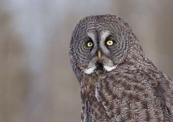 Close up of a great gray owl