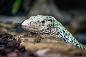 portrait shot of a monitor lizard
