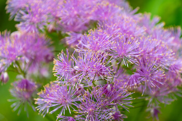 Beautiful pink flowers of Thalictrum aquilegifolium, close-up. Siberian columbine meadow-rue