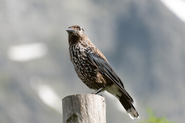 The spotted nutcracker, Eurasian nutcracker, simply nutcracker, Nucifraga caryocatactes. Birds in the Tatra Mountains