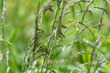 Water drops on green grass. Morning dew. Rainy morning.