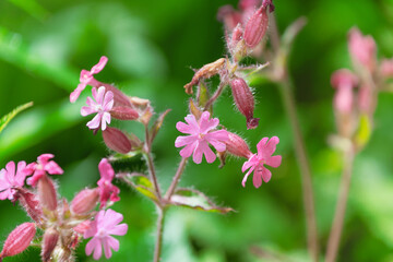Beautiful pink Silene dioica flowers, close-up. red campion, red catchfly.
