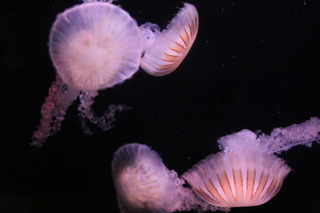 Fototapeta premium Meduse rosa e bianche che nuotano