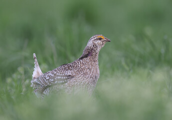 A sharp-tailed grouse in tall grass