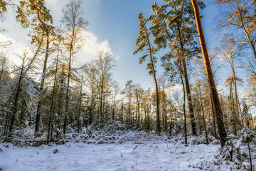 Zimowy poranek © Robert