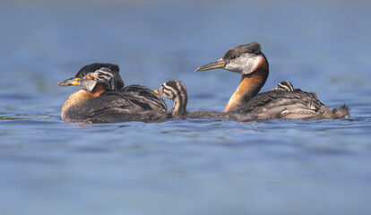 A family of red necked grebes