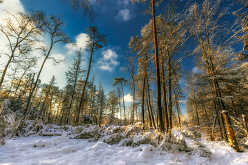 Zimowy las © Robert