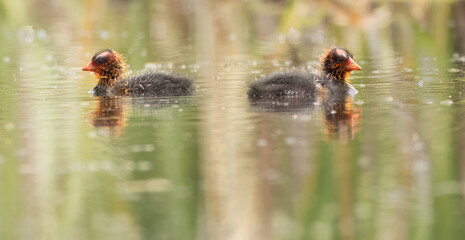 Two American coot chicks © Donna Feledichuk