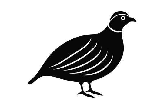 recommend clip art: Quail Bird Standing Silhouette Vector Illustration.