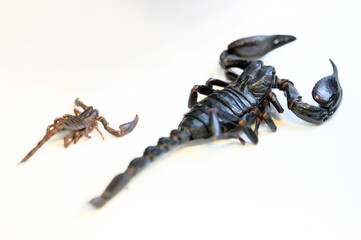 Skorpion 