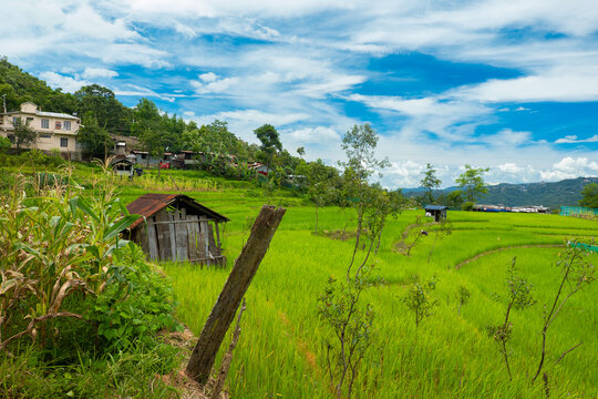 Paddy Field Nagaland