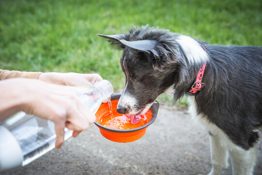 Young dog drinking water from bowl in park. Pouring water to the bowl for border collie puppy. Hydratation.