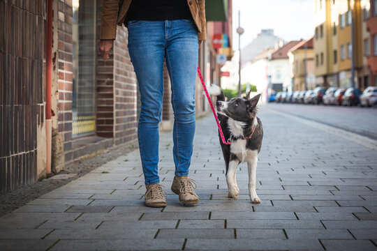 Adorable young dog walks on leash with owner in the town. Border collie puppy training and socialization in busy streets.