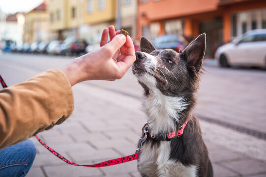 Border collie puppy sitting and waiting for a treat. Rewarding good dog in public. Young dog socialization in town. Training. 