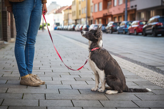 Adorable young dog walks on leash with owner in the town. Border collie puppy training and socialization in busy streets.
