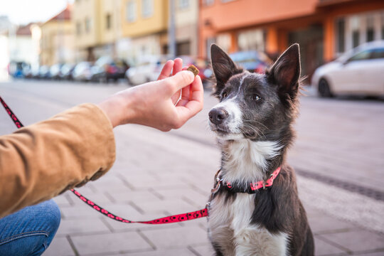 Border collie puppy sitting and waiting for a treat. Rewarding good dog in public. Young dog socialization in town. Training. 