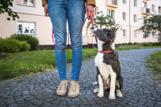 Adorable young dog walks on leash with owner in the town. Border collie puppy training and socialization in the city centre park. 