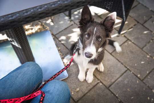 Young dog sits calm under a table in restaurant. Border collie puppy training in town.