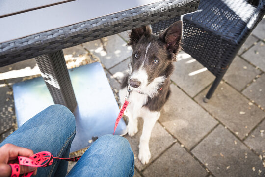 Young dog sits calm under a table in restaurant. Border collie puppy training in town.