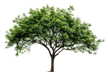 Obraz premium Green tree isolated on transparent background, design element