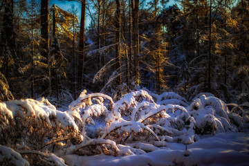 Zimowy poranek © Robert