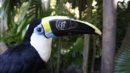portrait of a toucan