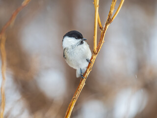 Obraz premium Cute bird the willow tit, song bird sitting on a branch without leaves in the winter.