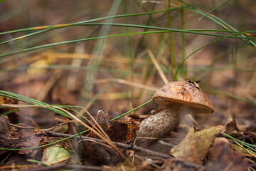 Edible mushroom brown cap boletus (Leccinum scabrum) in the forest. Small depth of field