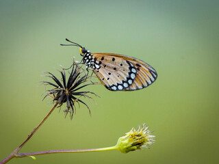 butterfly on a flower