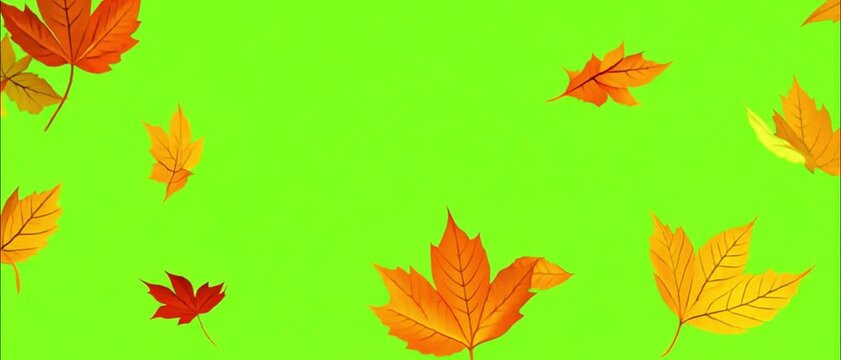 Falling autumn leaves 4K animation video with a green screen background. Orange leaves flutter down fall season. Use it for your project presentation, or to provide a beautiful relaxing environment.
