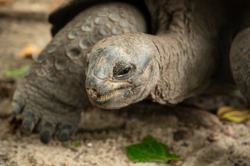 Schildkröte 
