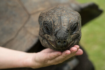 Riesenschildkröte 