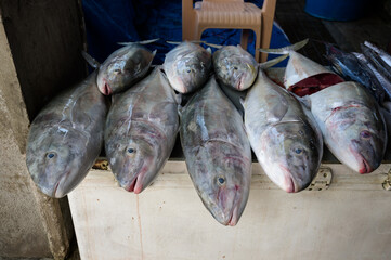 Fisch 