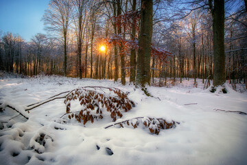 Zimowy poranek © Robert