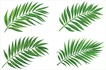 Tropical green palm leaves, Tropical palm green leaf decoration elements, Green leaf of palm tree on white background, Palm tree leaves, Vector illustration