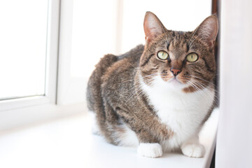 Shorthair domestic tabby cat sitting on a white windowsill.