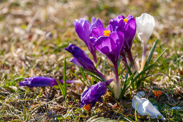 Purple and white crocuses in the park