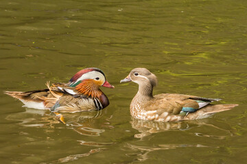 Mandarin Ducks - Aix galericulata