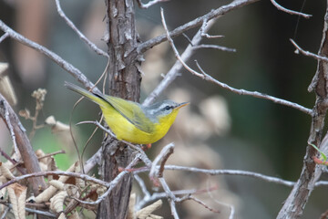 grey-hooded warbler or Phylloscopus xanthoschistos in Abbott Mount, Uttarakhand, India