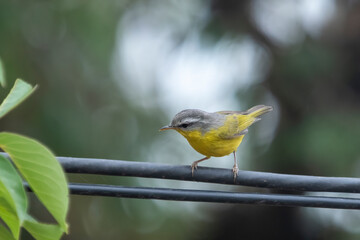 grey-hooded warbler or Phylloscopus xanthoschistos in Abbott Mount, Uttarakhand, India