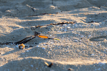 Sea plants and shells on a sand at sunrise