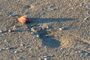 Seashell on the beach