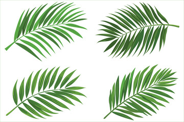 Tropical palm green leaf decoration elements, Tropical green palm leaves, Set of palm tree branches, Green leaf of palm tree on white background, Palm tree leaves, Vector illustration