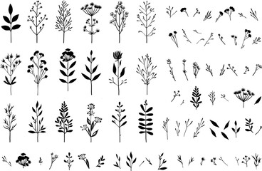 collection forest fern eucalyptus art foliage natural leaves herbs in line style. Decorative beauty elegant illustration for design hand drawn flower