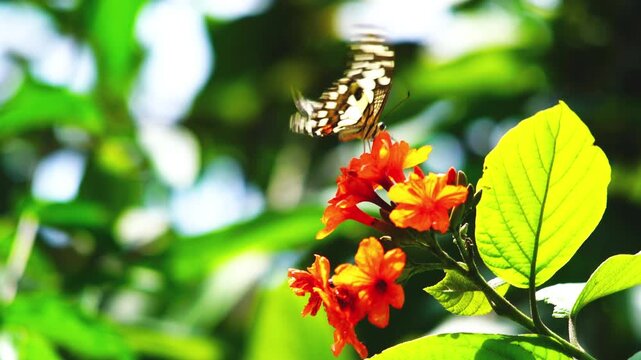 Beautiful colorful Lime Swallowtail Butterfly (Papilio demoleus) flying, walking, sucking nectar on Scarlet Cordia flower and flying away.