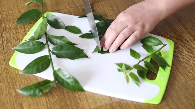 Hands chopping ora-pro-nobis (Pereskia aculeata), a protein-rich edible plant used in Brazilian cuisine
