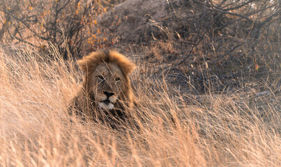 Lion in grass